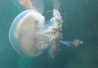 Fish Finds Shelter in Haeckel's Jellyfish