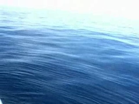 Jigging Seriole Amberjack rush