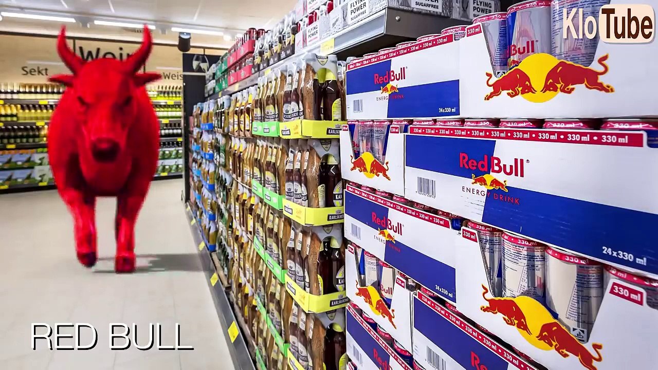 Die Kuh - Anatomie und Biologie | Alternative Fakten fürs Referat