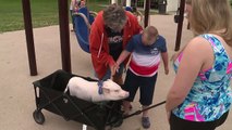 Ohio Woman Uses Therapy Pig to Bring Joy to Community