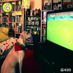Excited dog when footballer hits a goal