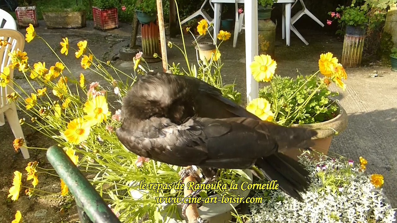 Ranouka La  Corneille (Corvus corone) le repas film by JC Guerguy