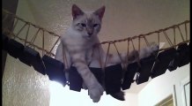 「インディ・ジョーンズのつり橋」の上でダメになる猫