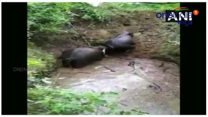 ತನ್ನ ಪ್ರಾಣವನ್ನೂ ಲೆಕ್ಕಿಸದೆ ತನ್ನ ಮರಿಯ ಪ್ರಾಣ ಉಳಿಸಿದ ಆನೆ | Oneindia Kannada