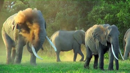 Tanzania Safari Scene