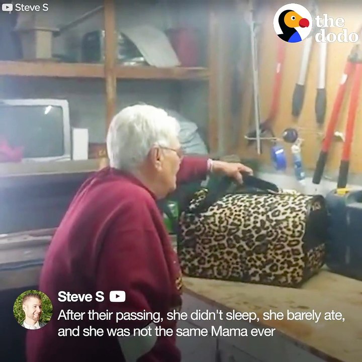 This grandma was so sad after she lost two dogs — and this is the moment her family surprised with someone new to love ❤️️