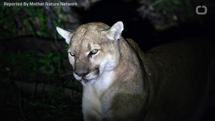 Mountain Lion Found In California