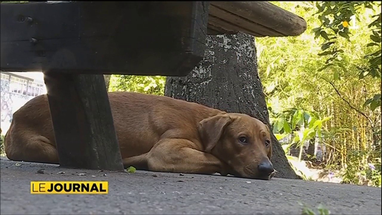 Les chiens d’une SDF embarqués