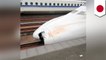 Body parts found in cracked nose of Japanese bullet train