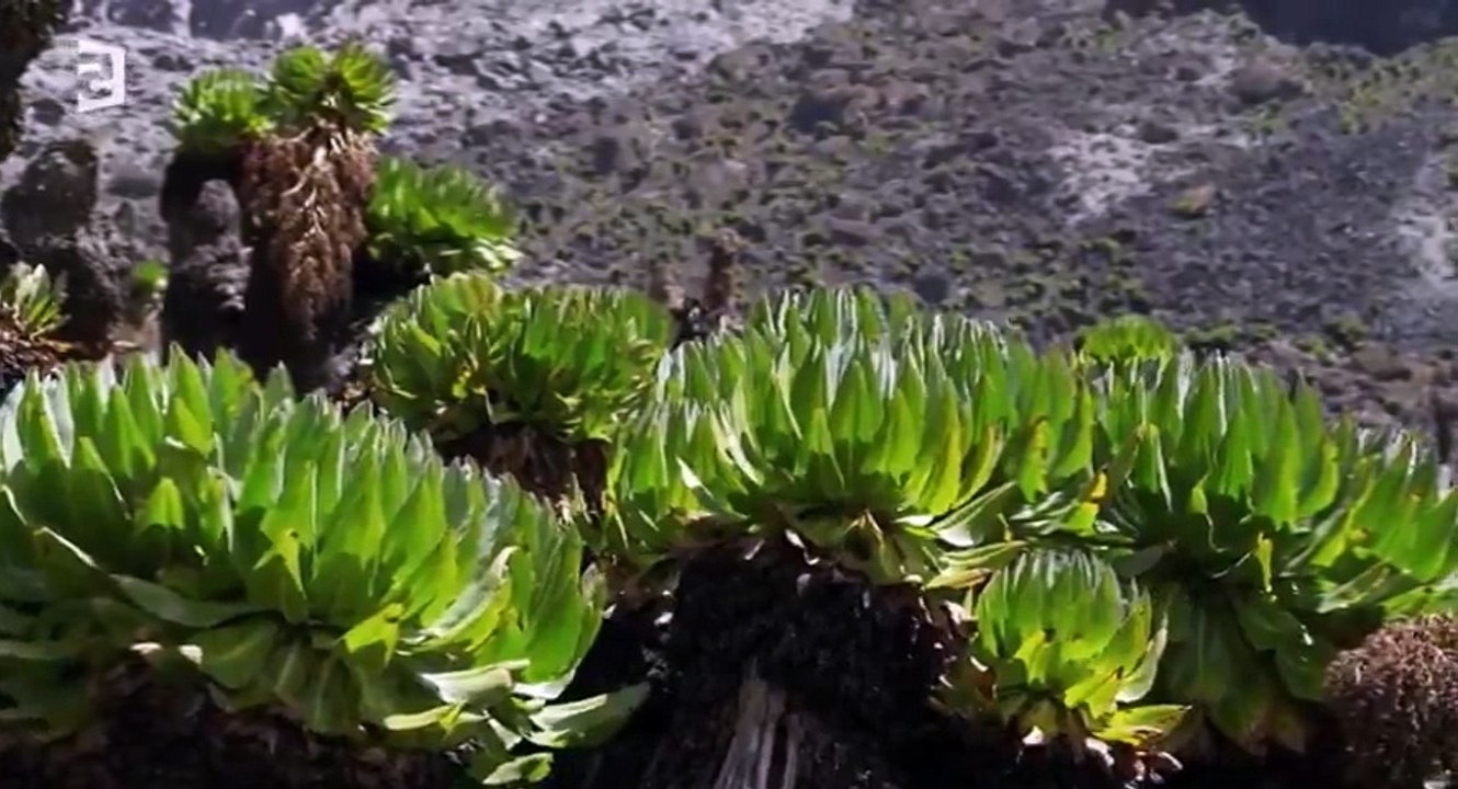 Planete Terre b Les Sommets HDTV  264 mkv  Part 02