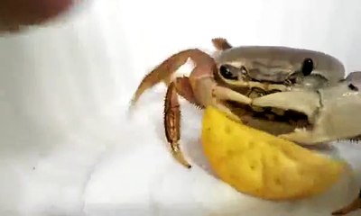 pet crab eating chips