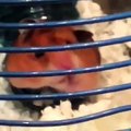 Who else thinks hamsters are just the cutest? Follow Howlers for more!
