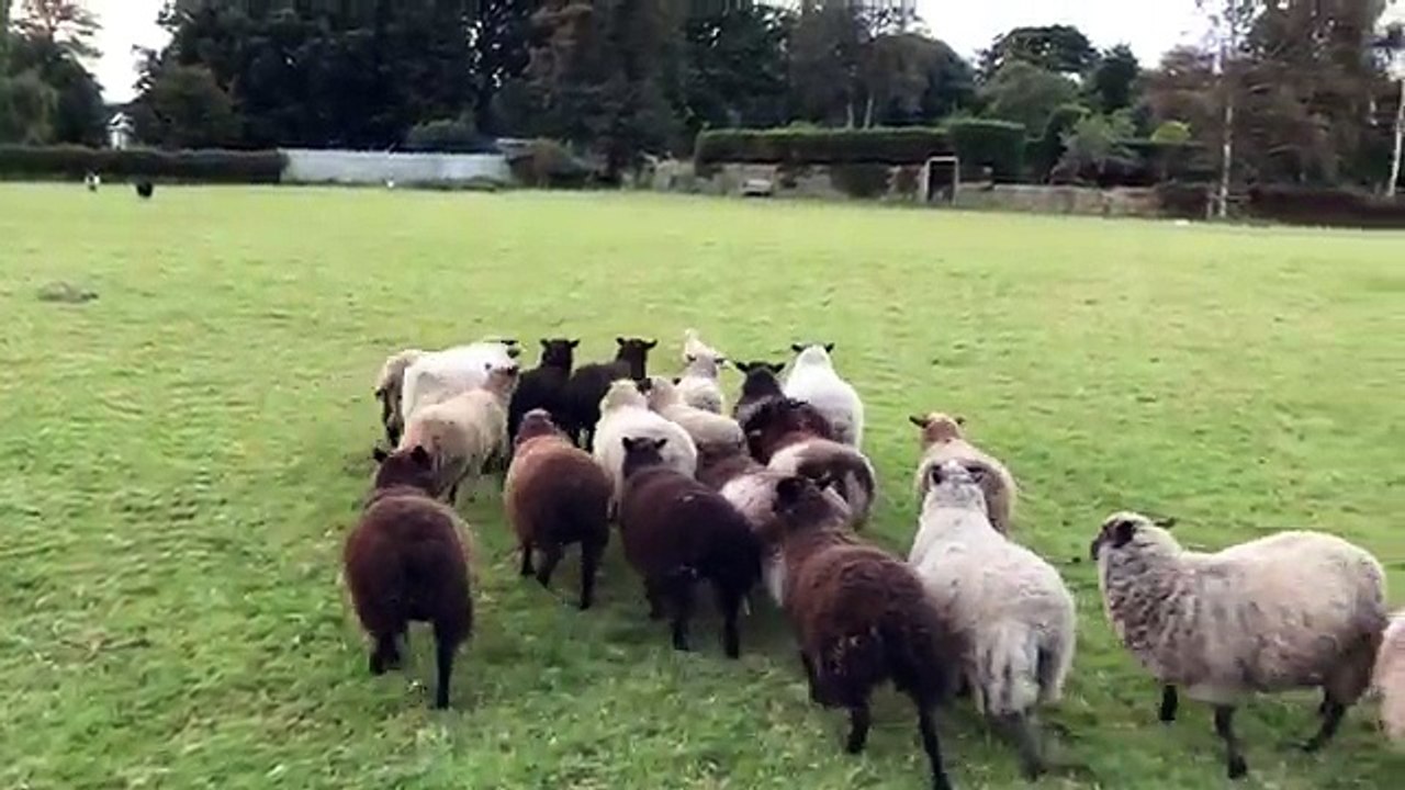 Le pire chien de berger face au troupeau de moutons