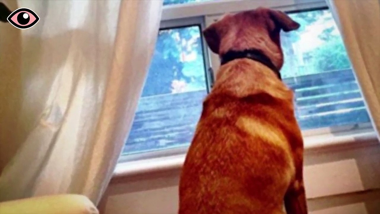 Dieser Hund starrt jeden Tag aus dem Fenster, der Grund ist unglaublich