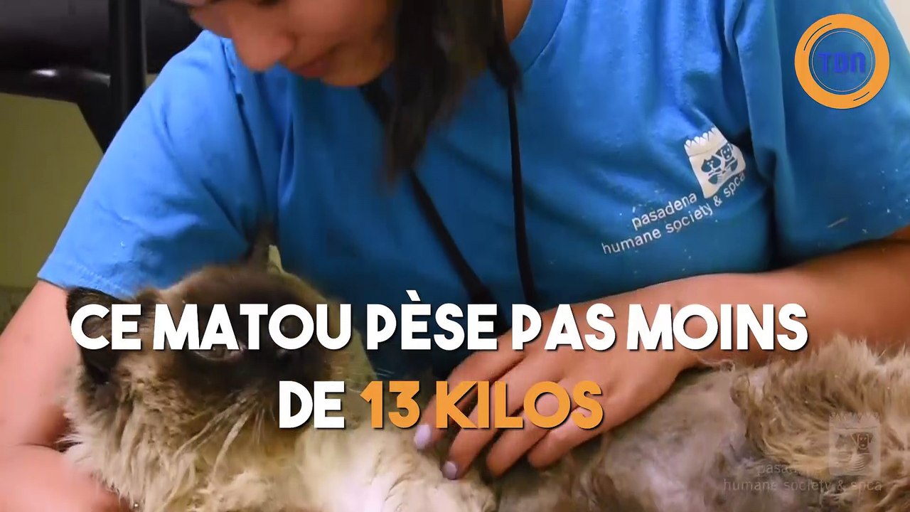Ce gros chat pèse 13 kilos
