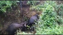 Villagers cheer as wild elephant rescues friend from 20-foot-deep well