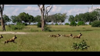 Dog -- kuta -- kutta -- کتا -- Kute ko kiyo kab pida kiya gaya -- Knowledge ..