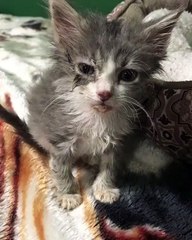 Little small kittie crying