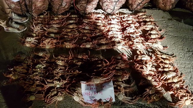 암컷 대게 5만여 마리 유통한 일당 검거 / YTN