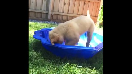 Ultimate FUNNY DOG Compilation of 2018 - Funny Animals Videos 2018_13-06-2018_2