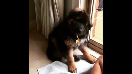 Ultimate FUNNY DOG Compilation of 2018 - Funny Animals Videos 2018_13-06-2018_3