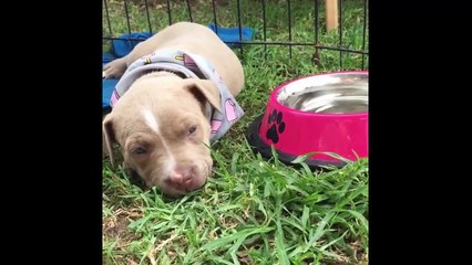 Ultimate FUNNY DOG Compilation of 2018 - Funny Animals Videos #2_13-06-2018_1