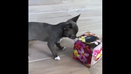 Ultimate FUNNY DOG Compilation of 2018 - Funny Animals Videos #2_13-06-2018_2