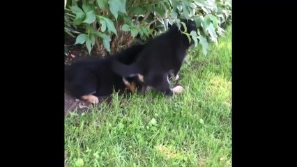 Ultimate FUNNY DOG Compilation of 2018 - Funny Animals Videos #2_13-06-2018_3