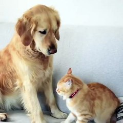 dog and cat play together