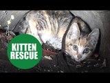 Tiny kitten is rescued after being trapped 44 feet underground