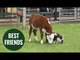Adorable video shows unusual pairing of a cow and a pig