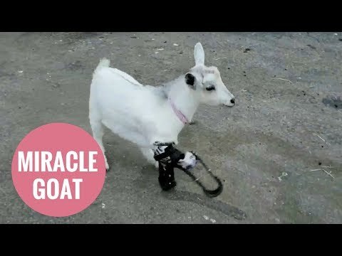 Little goat whose legs were chewed off runs for the first time