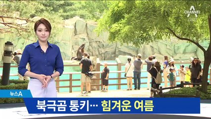 북극곰 ‘통키’ 한국서 마지막 여름…‘더위 사냥’ 비법?