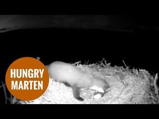 Pine marten snatched three eggs laid by osprey