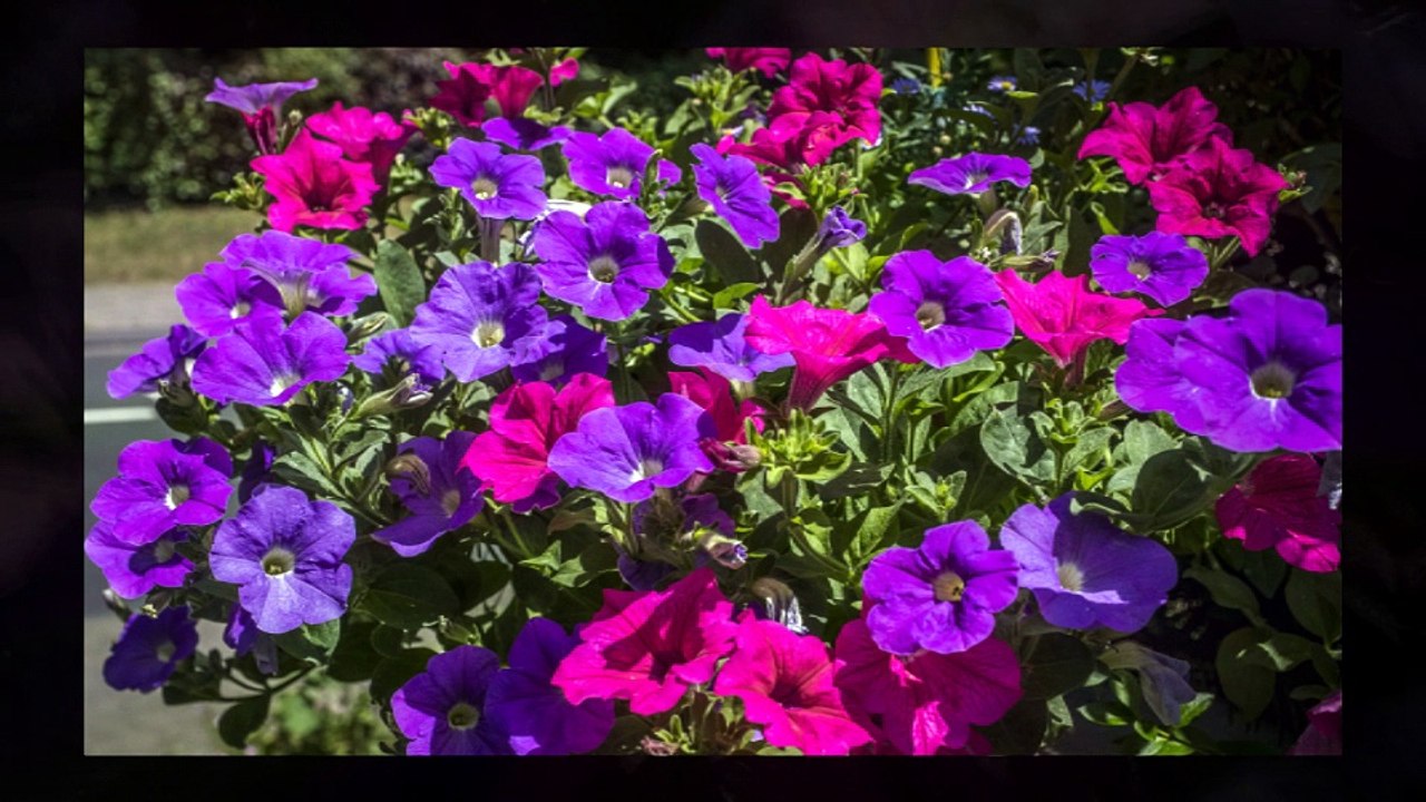 Fleurs jardinières