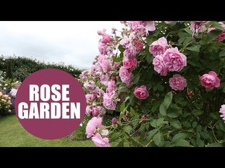Rose garden grown by world famous David Austin bursts into life in a riot of colour