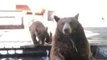 Bear Family Relaxes in California Back Yard While Dog Barks Furiously
