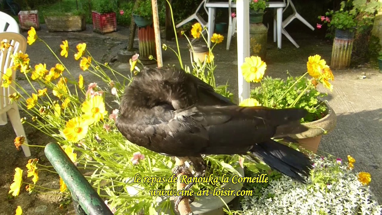 Ranouka La Corneille (Corvus corone) le repas film by JC Guerguy