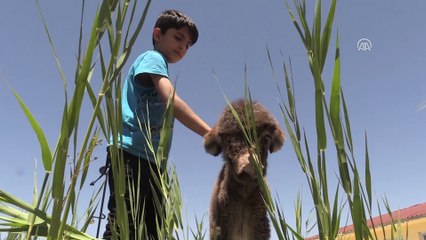 Ölüme terk edilen sıpa, hayata döndürüldü - VAN