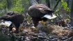 Bald Eagle feeding it's babies