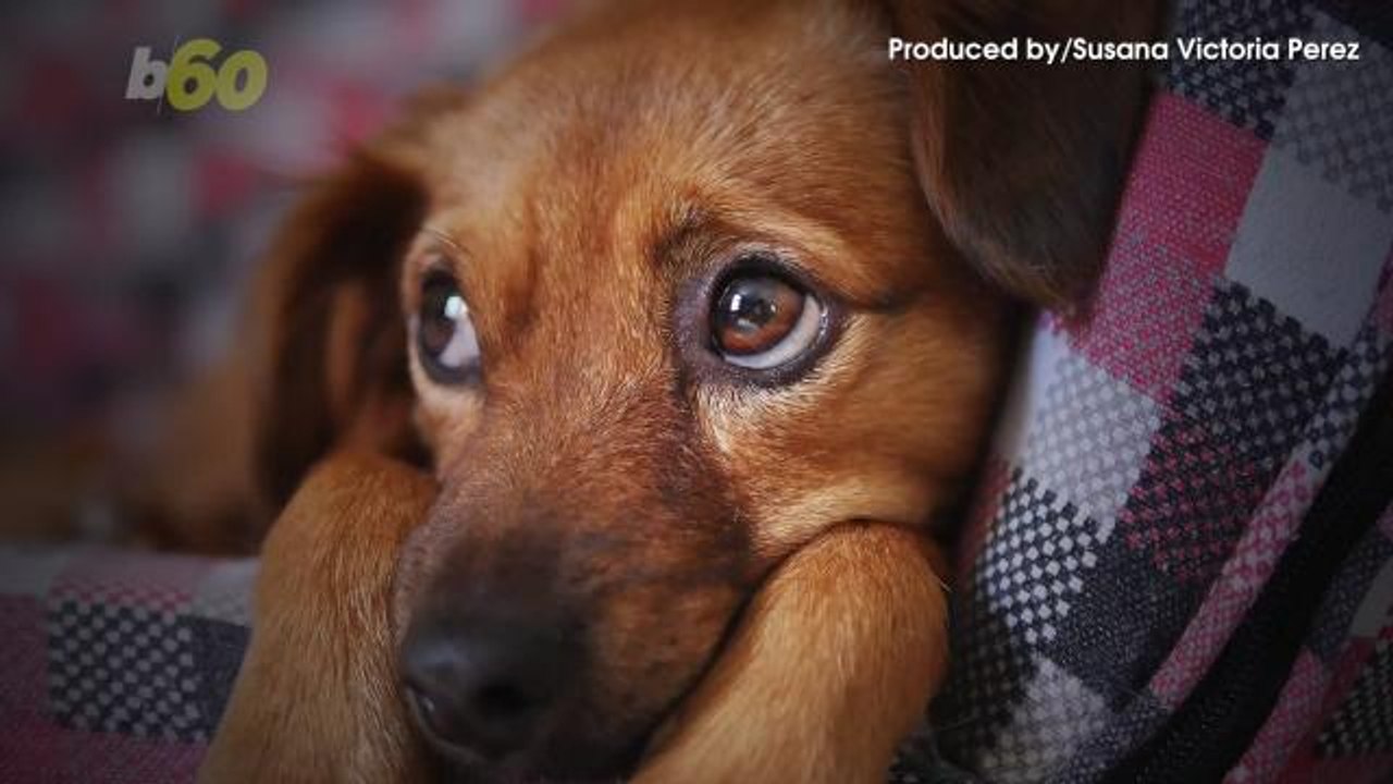 Delta Cracks Down on ‘Emotional Support Pets’ After Passengers Bring Spiders, Turkeys