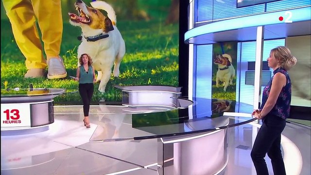 Santé : quand l'animal vient au secours du malade