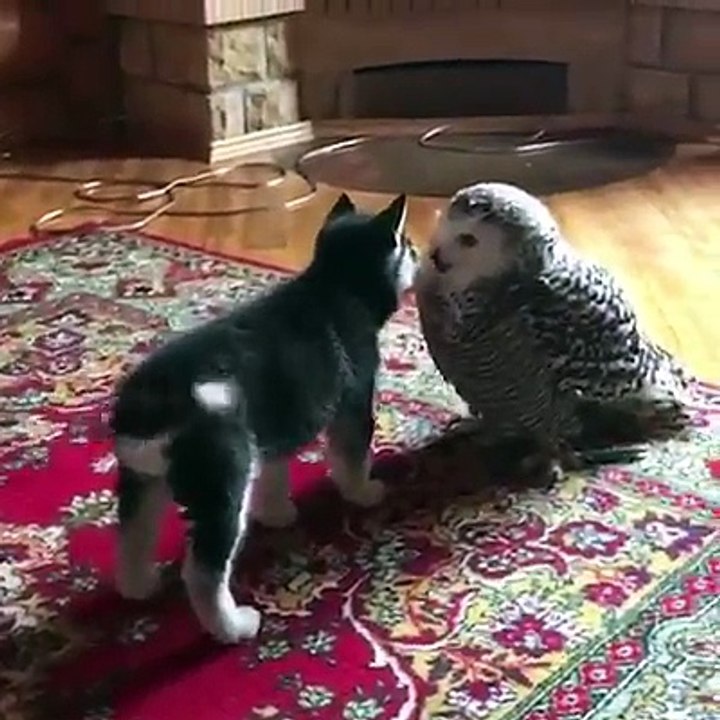Adorable Pets