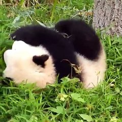National Oreo Day Pets