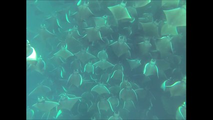 Le fond de l'océan recouvert de raies manta
