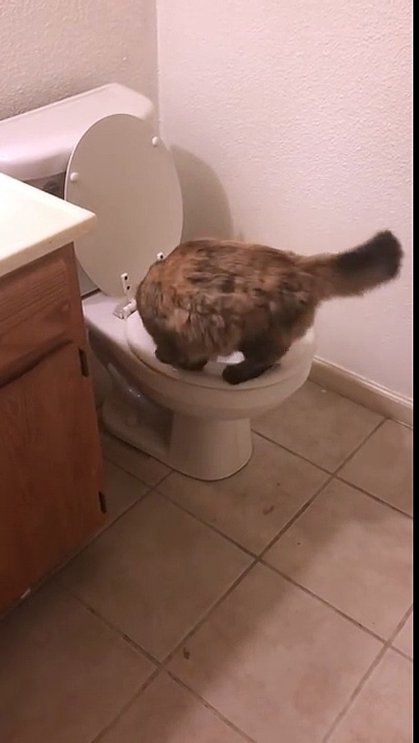 Un chat fait pipi dans les toilettes d'une maison - Vidéo Dailymotion