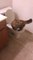 Un chat fait pipi dans les toilettes d'une maison