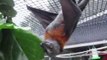Rescued Bats Enjoy Fig Leaf Lunch in Queensland, Australia