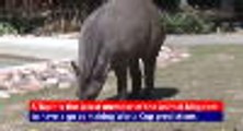 Cleopatra the Tapir predicts the 2018 World Cup