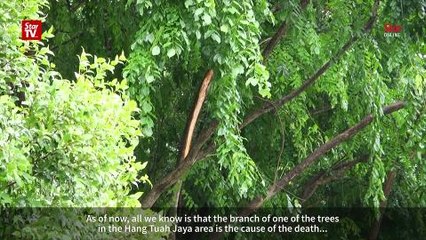 Tree branch falls on woman, crushing her to death